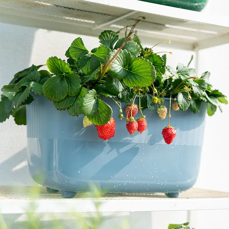 Factory Direct Balcony Cabbage Flower Pot Rectangular Self-absorbing Water Panting Strawberry Box